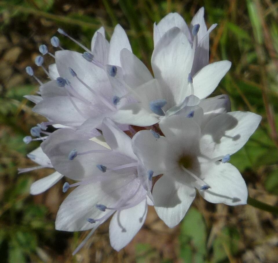 High Resolution Gilia capitata Flower